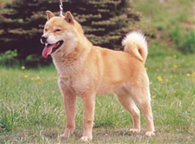 ホッカイドウケン：北海道犬