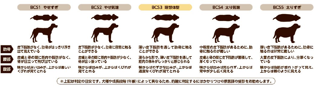 【保証書付】 ボディーバランスシステム ボディバランス大型犬・中型犬用アダルト 犬用品